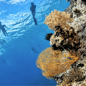 Pemuteran Bay – Two-Site Guided Boat Snorkelling