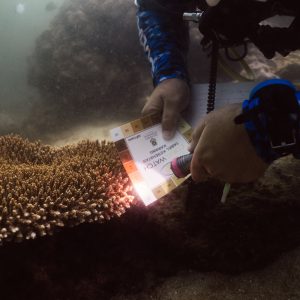 Coral Reef Conservation Speciality