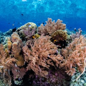 Menjangan Island – Two Guided Dives